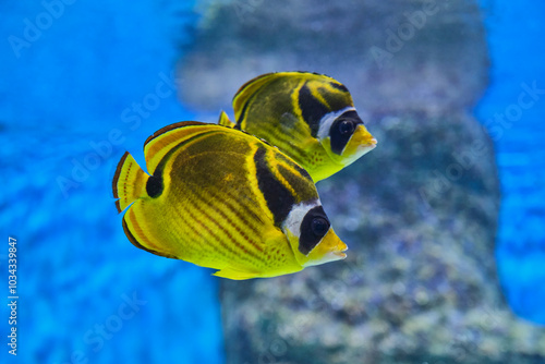 Ringtail surgeonfish, bicolor doctor swimming near colorful coral formations. photo