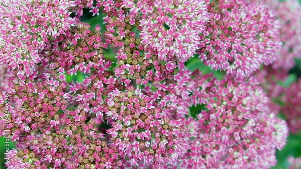 Close-up of micro pink flowers of Butterfly stonecrop - Hylotelephium spectabile. Sedum bloom close-up in an ornamental garden Close-up of micro pink flowers of Butterfly stonecrop - Hylotelephium spectabile. Sedum bloom close-up in an ornamental garden