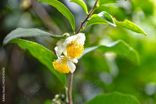 お茶の花