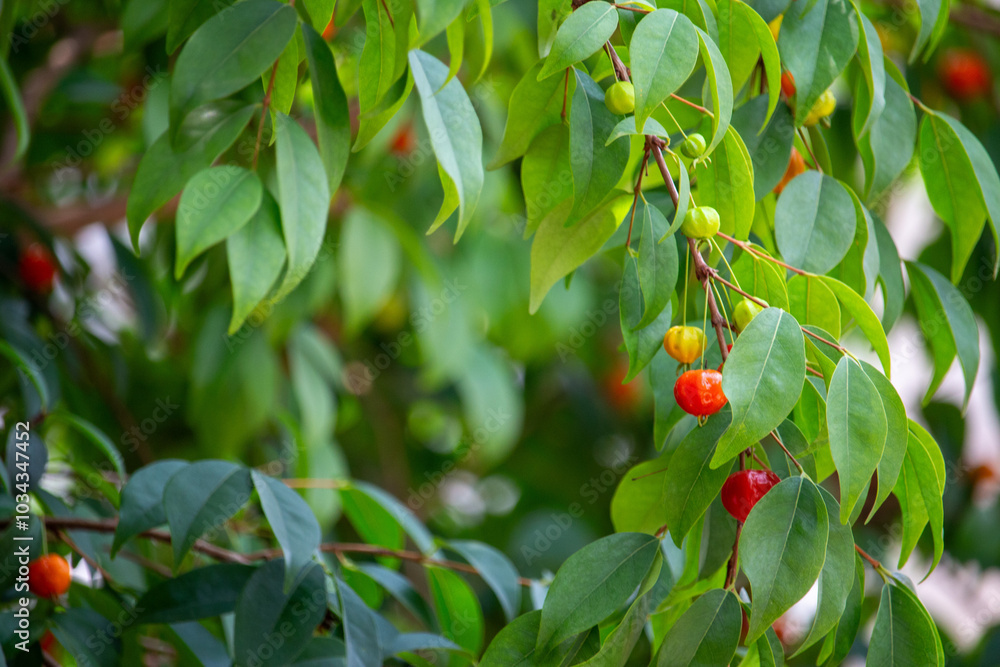 Φωτογραφία Pitanga (eugenia uniflora) é o fruto da pitangueira, dicotiledônea da família das mirtaceae