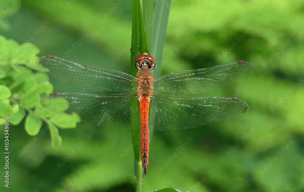 Close-up of a red-veined darter perched on a green leaf with a blurred green background. Close-up of a red-veined darter perched on a green leaf with a blurred green background.