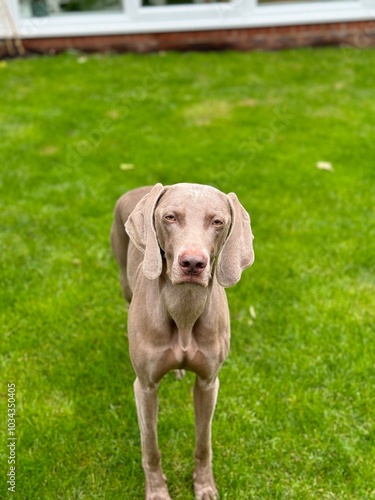 dog in grass