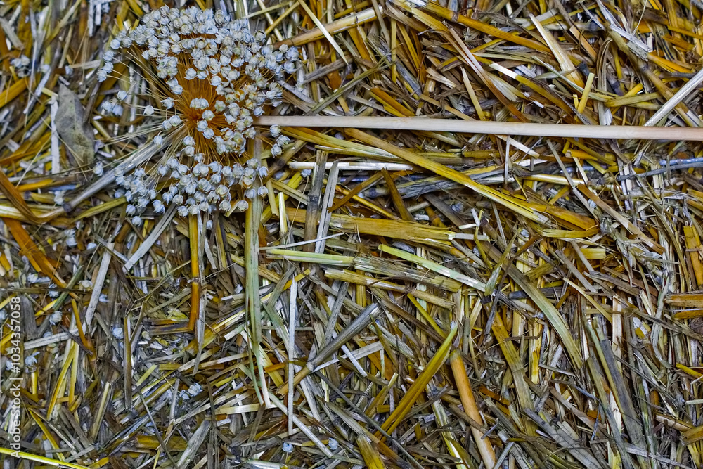 Close-up of a haystack with a straw ball in it Close-up of a haystack with a straw ball in it