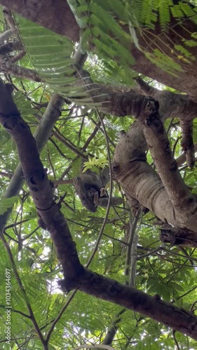 Oso perezoso colgado en árbol