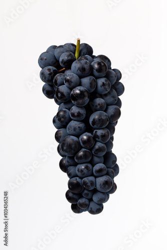 Cluster of red grapes of the Tempranillo variety