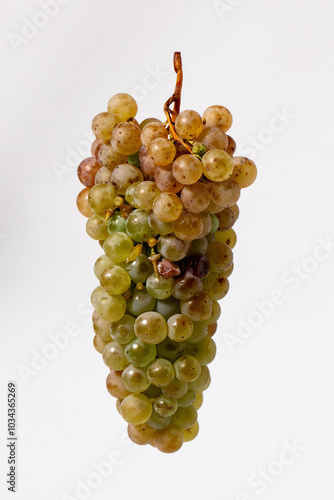 Cluster of white grapes of the Viura variety photo