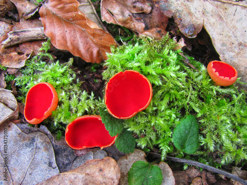 Vibrant scarlet elf cup mushrooms in a mossy forest