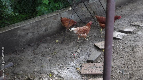 Brown hens in their pen Gallus gallus domesticus, from pecking to jumping and running. Captured in vibrant 4K, watch their natural movements and curious behaviors in detail