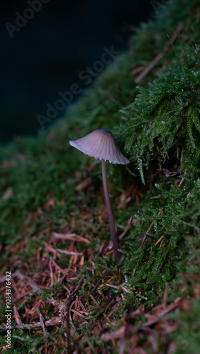 Pilz im Wald