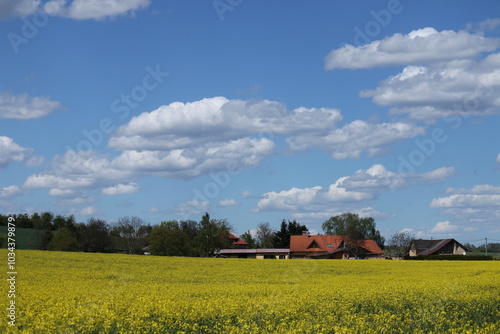 rapeseed field and sky
