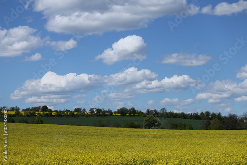 rapeseed field and sky