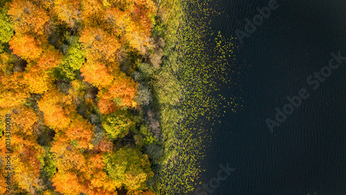 autumn trees on the lake