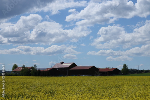 Blue Sky and Yellow Field and House