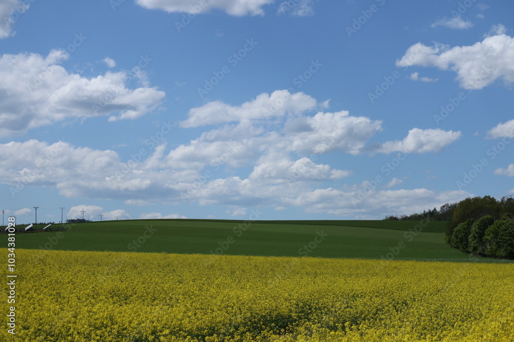 Blue Sky and Yellow Field rapeseed field and sky Blue Sky and Yellow Field rapeseed field and sky