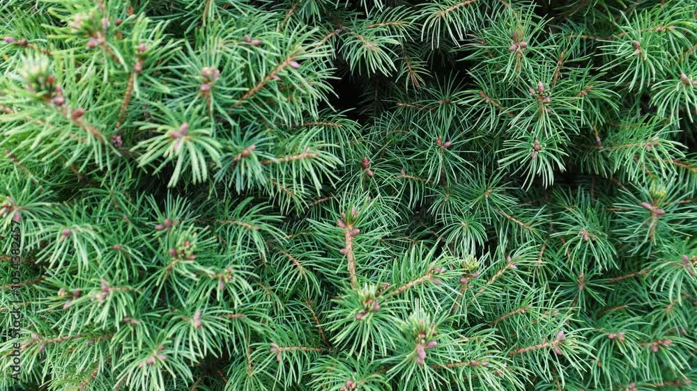 background perennial fir tree, juniper background perennial fir tree, juniper
