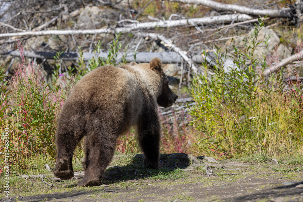 Young Brown Bear on the Kenai Peninsula Alaska in Autumn Young Brown Bear on the Kenai Peninsula Alaska in Autumn