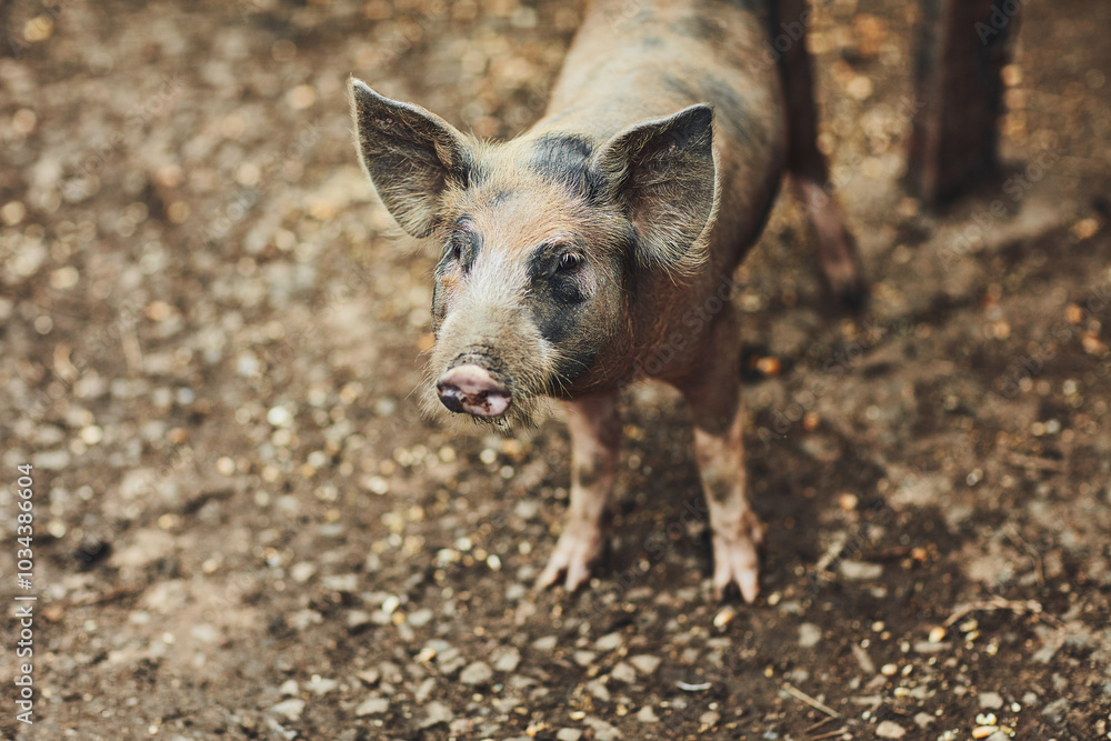 Pig, breeding and agriculture farm outdoor for sustainability, pork and fertilizer production with gelatin. Piglet, nature and livestock animals for meat industry, agro and eco friendly natural bacon Pig, breeding and agriculture farm outdoor for sustainability, pork and fertilizer production with gelatin. Piglet, nature and livestock animals for meat industry, agro and eco friendly natural bacon
