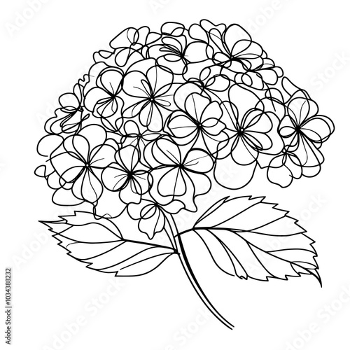Beautiful closeup portrait of hydrangea one continuous line vector illustration isolated on white background