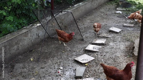 Brown hens in their pen Gallus gallus domesticus, from pecking to jumping and running. Captured in vibrant 4K, watch their natural movements and curious behaviors in detail