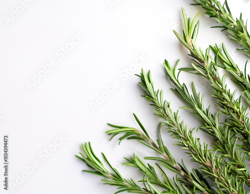 Rosemary pattern with side position provides copy space for text. background concept isolated white