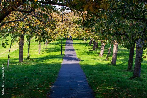 Autumn Pathway in a Serene Park in Harrogate photo