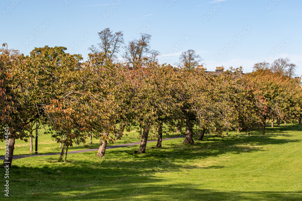 Autumn Foliage in a Scenic Park in Harrogate Autumn Foliage in a Scenic Park in Harrogate