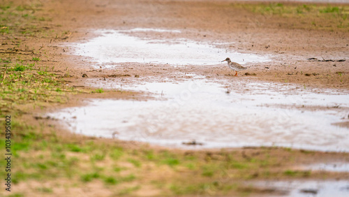 Common redshank (Tringa totanus) foraging in the water photo