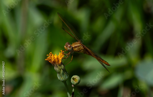 Libelula roja photo