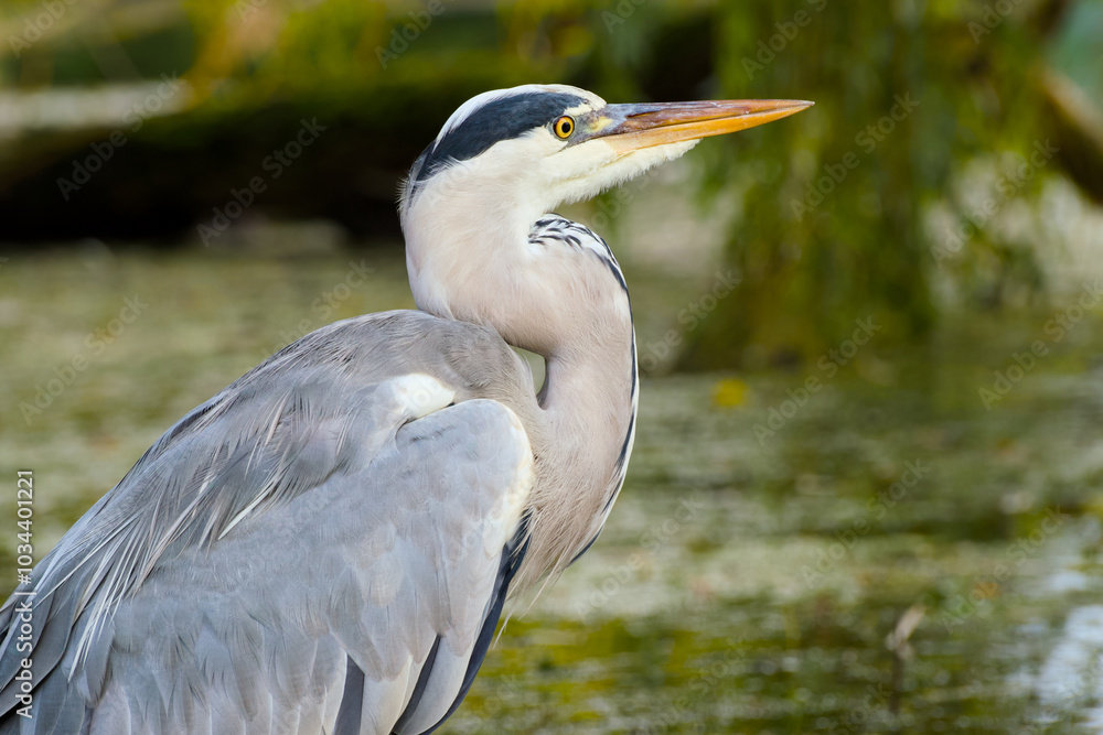 grey heron on the lake background close-up grey heron on the lake background close-up