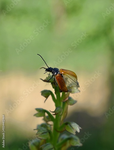 Omophlus orangé (Omophlus lepturoides) solitaire posé sur un orchis, élytres ouverts. photo