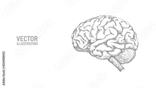 Anatomical human brain line drawing. Coaching session problem solution concept. Psychologist therapy and mental health. Education online business vector illustration
