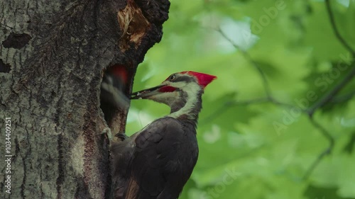 Pileated woodpecker in a forest