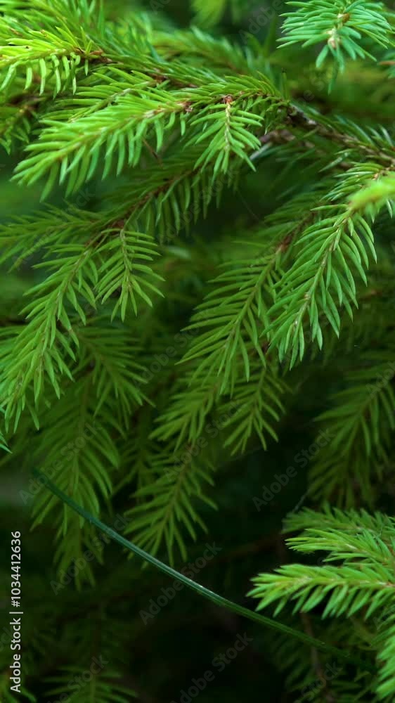 Close up dolly shot of green fern leaves in forest slow pan down. Fresh plant and nature background. Close up dolly shot of green fern leaves in forest slow pan down. Fresh plant and nature background.