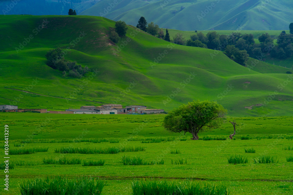 Obraz premium Nalati Grassland, one of the most beautiful grasslands in China for its alpine and valley scenery, Xinyuan County, Ili Kazak autonomous prefecture, Xinjiang Uygur autonomous region, China
