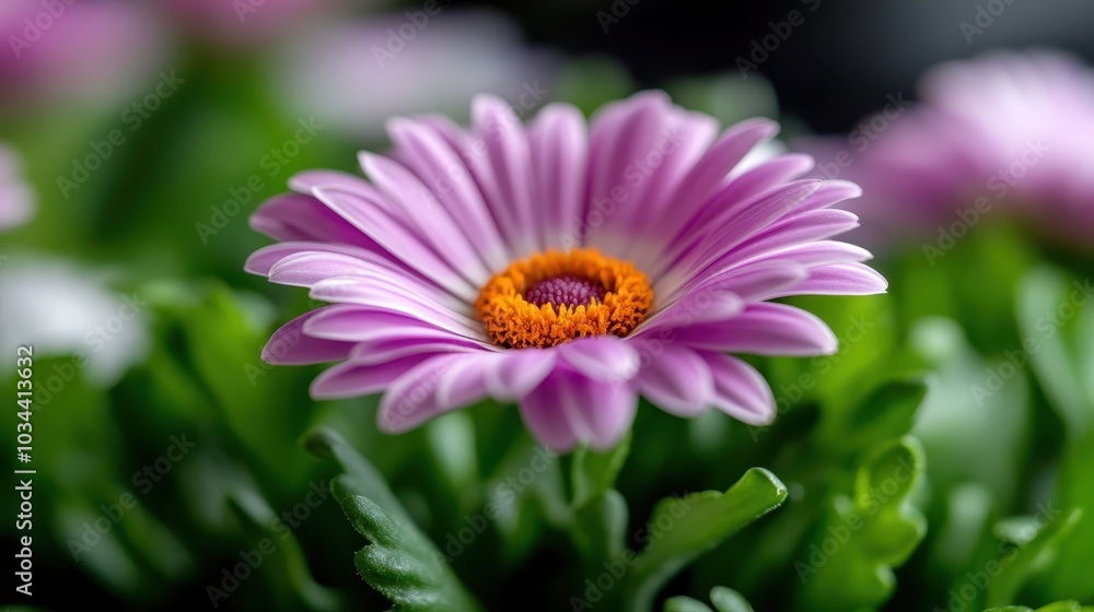 A close-up shot capturing the vibrant beauty of a pink daisy in full bloom with its striking orange center, surrounded by lush green leaves, exuding freshness and vitality. A close-up shot capturing the vibrant beauty of a pink daisy in full bloom with its striking orange center, surrounded by lush green leaves, exuding freshness and vitality.