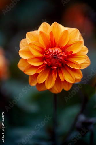 Prachtige oranje dahlia met een donkere actergrond. Macro. Puur natuur.  photo