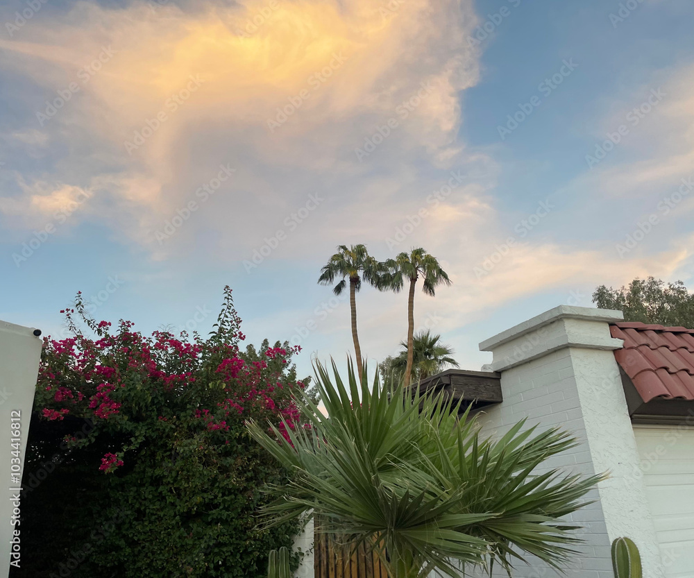 Fototapeta premium palm trees at sunset