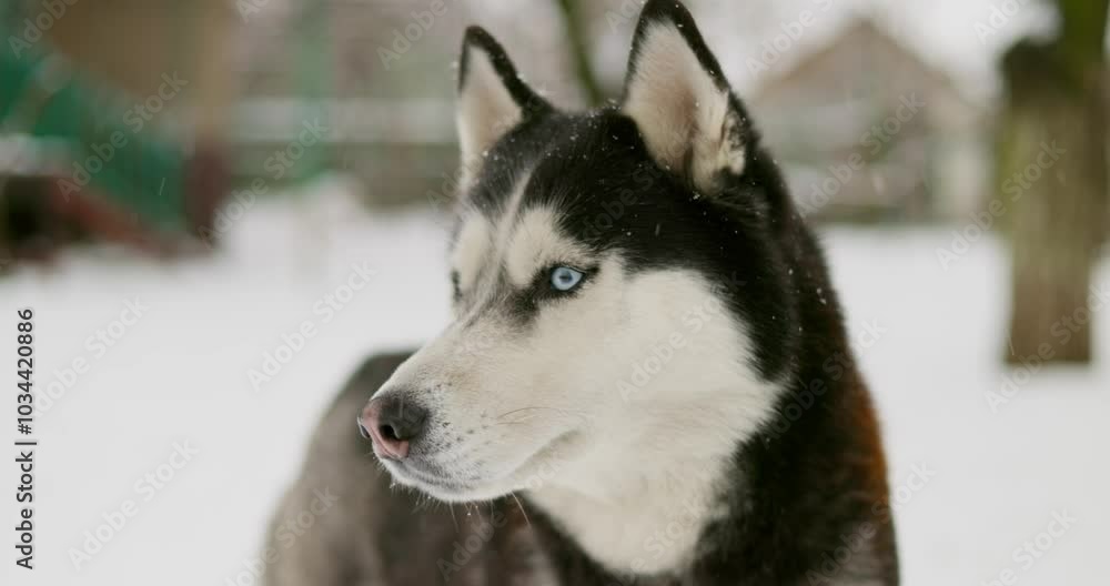 Siberian Husky dog with blue eyes in winter landscape Siberian Husky dog with blue eyes in winter landscape