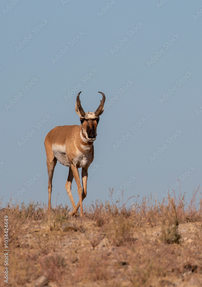 Fototapeta premium Pronghorn Antelope Buck in Utah in Autumn