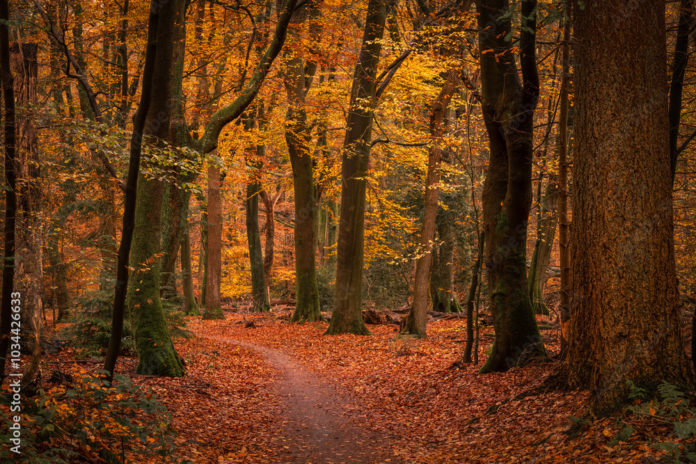 Fototapeta premium Forest path covered with autumn leaves in one of the oldest and most beautiful forests in the Netherlands.