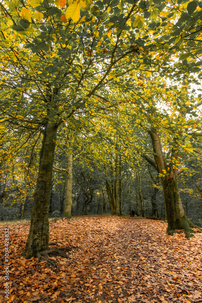 Borsdane Woods, Wigan, Greater Manchester Borsdane Woods, Wigan, Greater Manchester