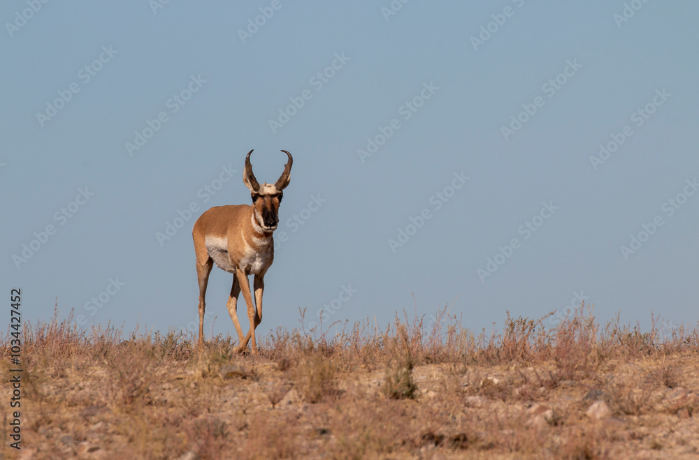 Fototapeta premium Pronghorn Antelope Buck in Utah in Autumn