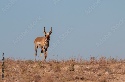 Pronghorn Antelope Buck in Utah in Autumn