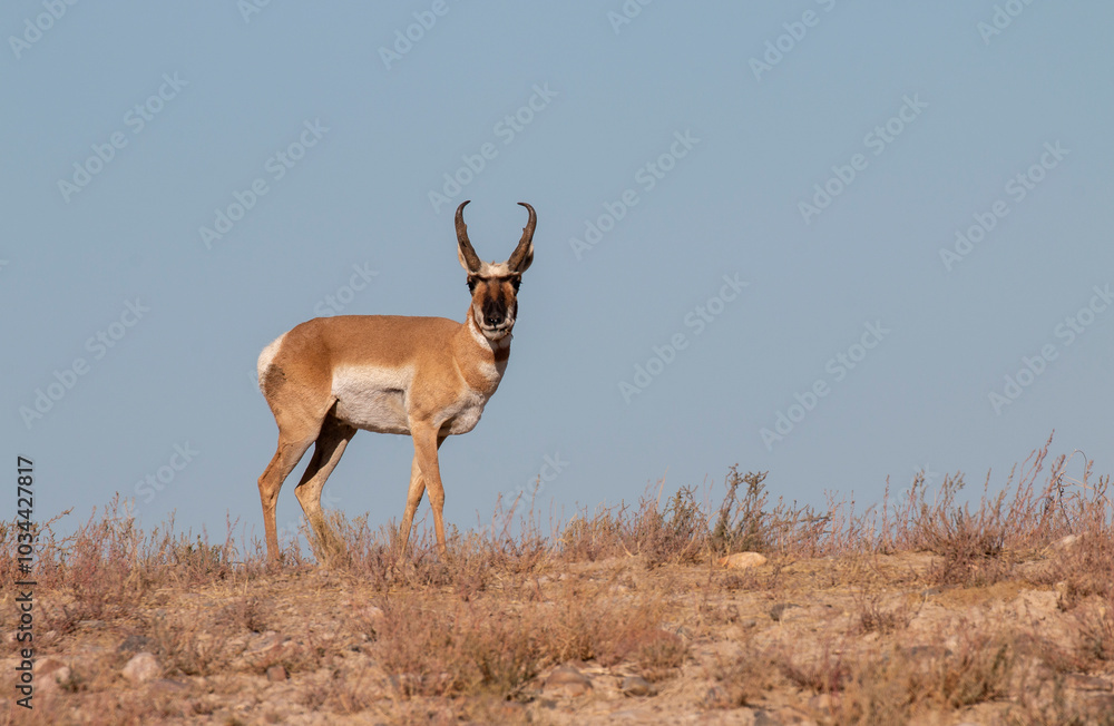 Fototapeta premium Pronghorn Antelope Buck in Utah in Autumn