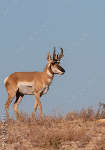 Pronghorn Antelope Buck in Utah in Autumn