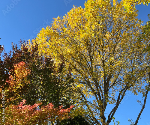 yellow fall tree with blue sky