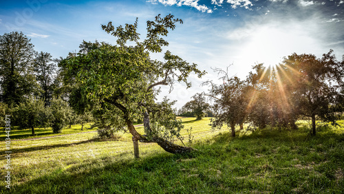 die Sonne scheint hinter einem Baum am Lienzinger Weinberg