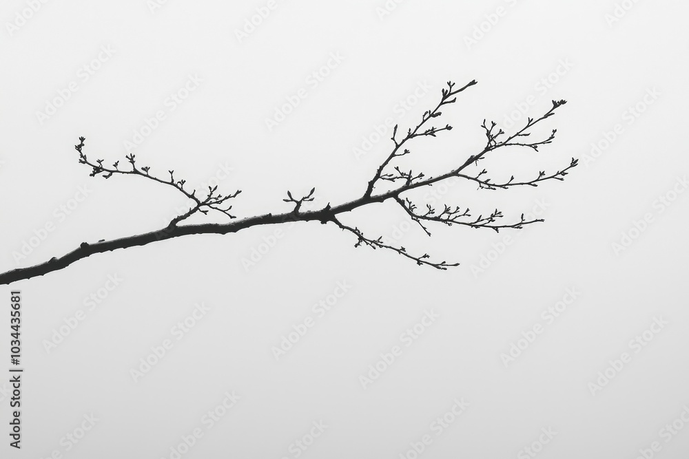 A Single Branch with Buds Against a White Cloudy Sky