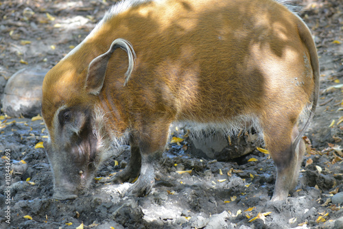 Red River Hog (Potamochoerus porcus) in autumn