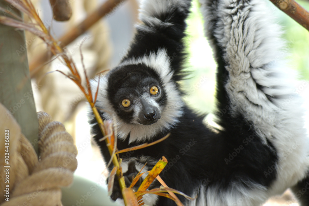 Obraz premium Black-and-white Ruffed Lemur (Varecia variegata)